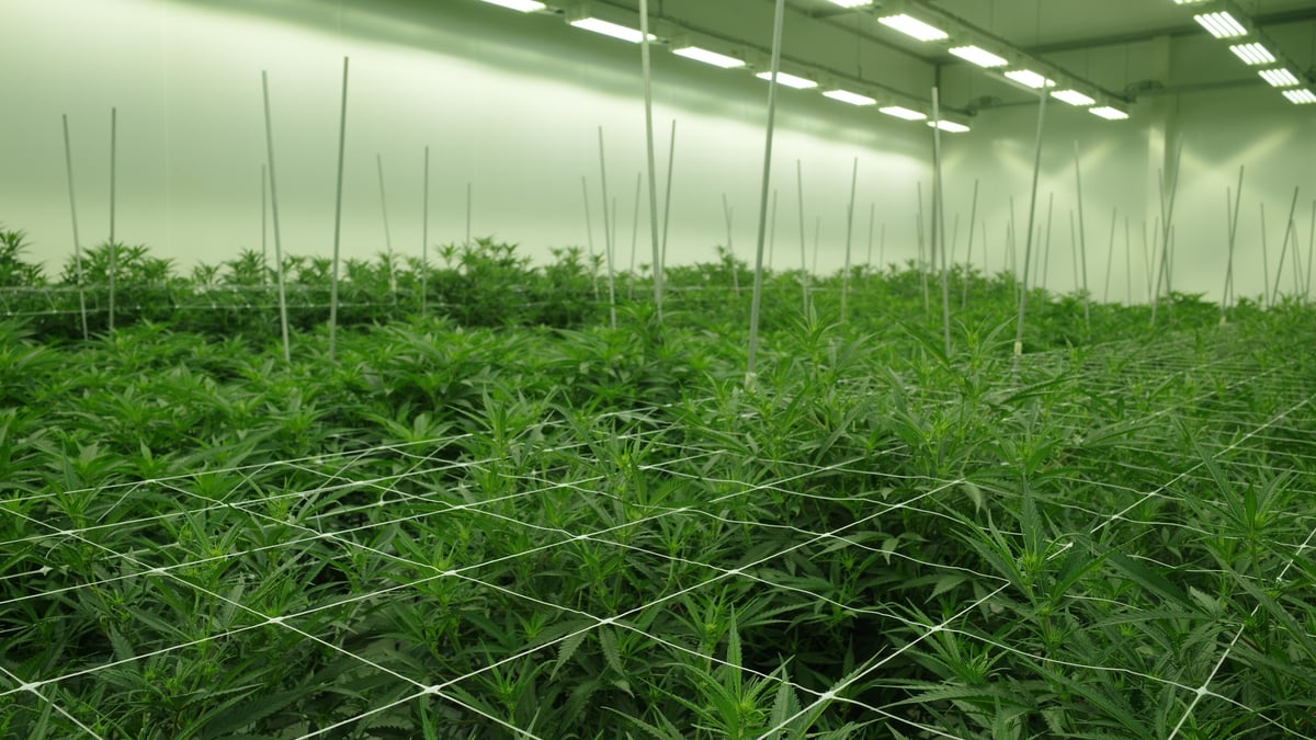 Growery cultivation room