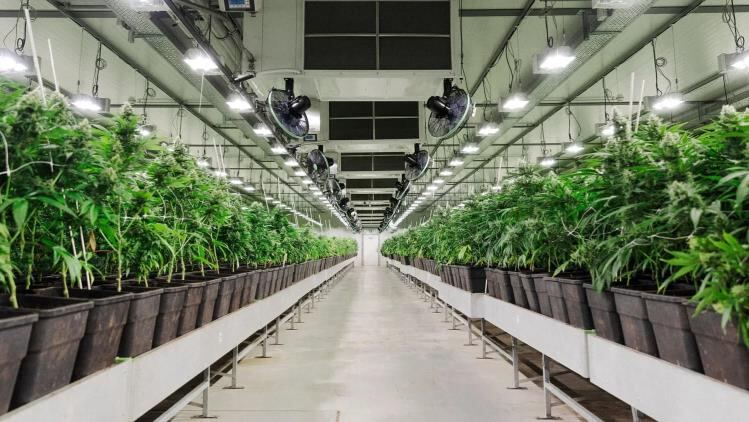 Marry Jane AG facility
